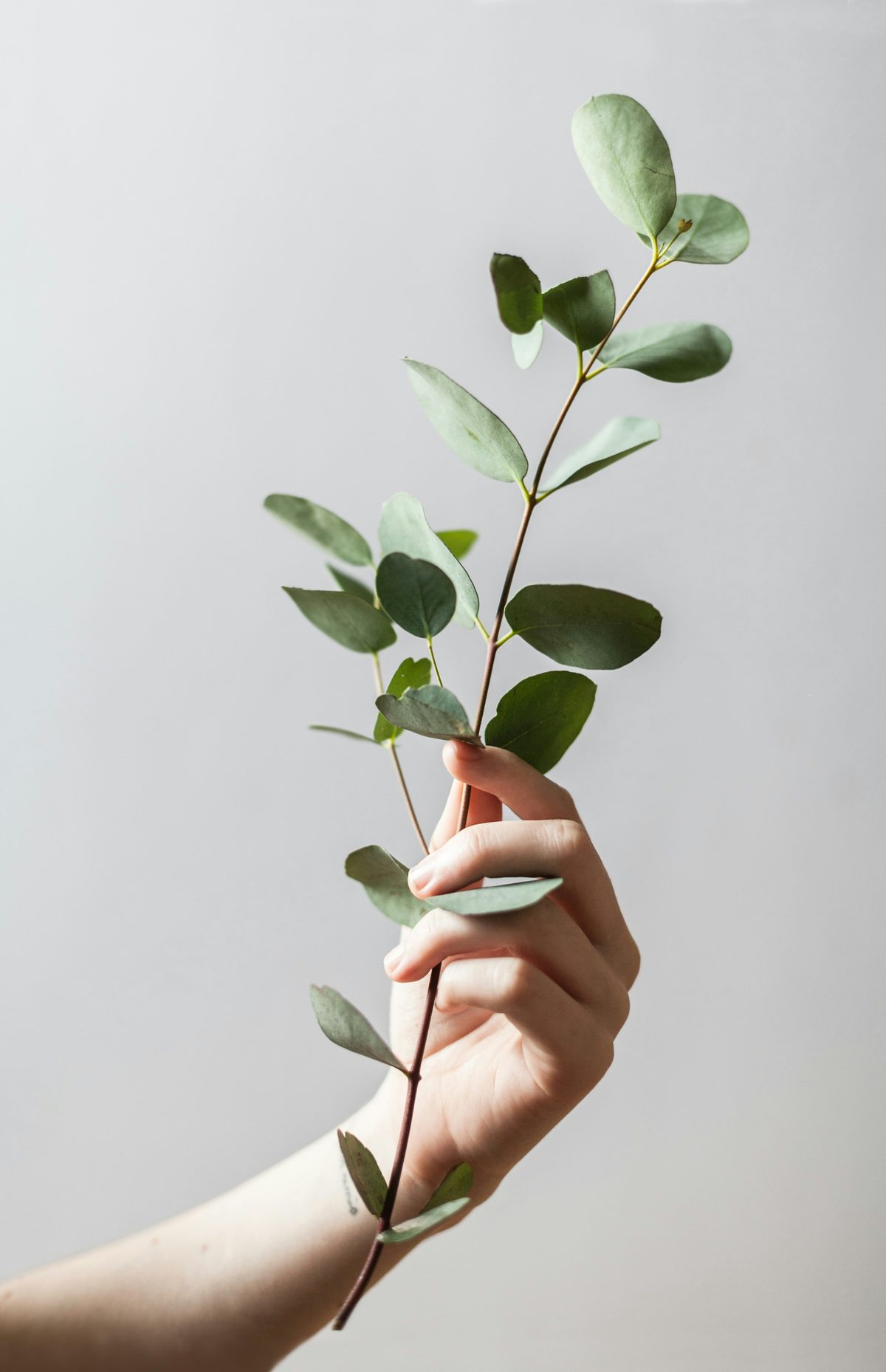 Main tenant une branche d'eucalyptus